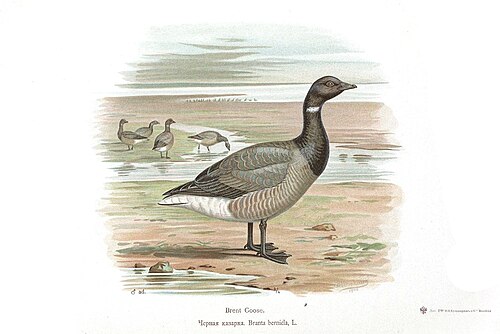Brant