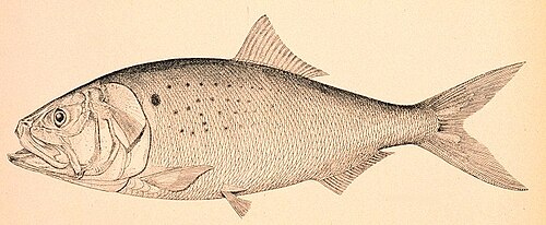 Atlantic menhaden