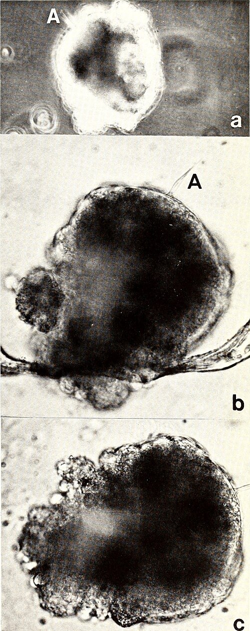 Eastern oyster