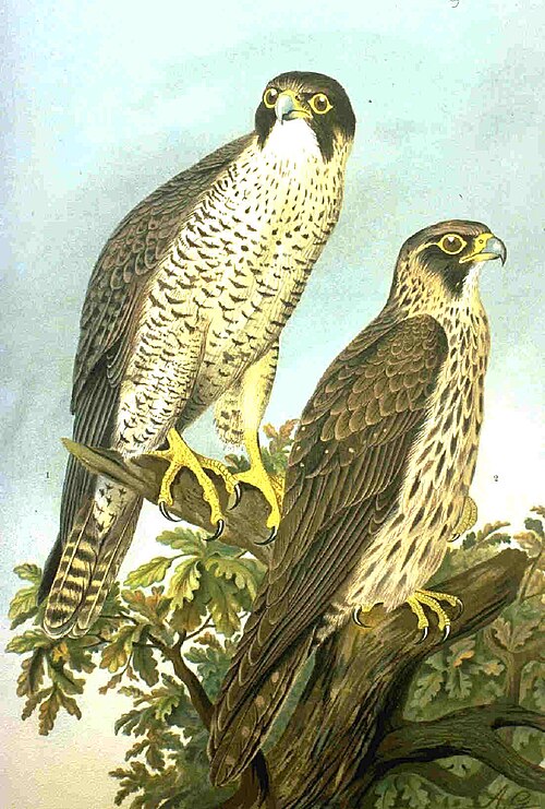 Peregrine falcon