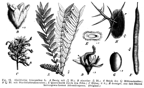 Honey locust