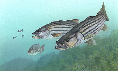 Striped bass