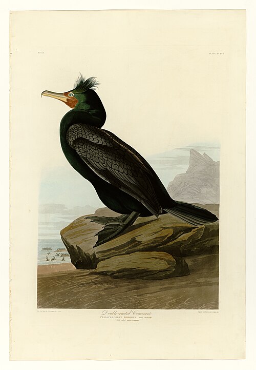 Double-crested cormorant