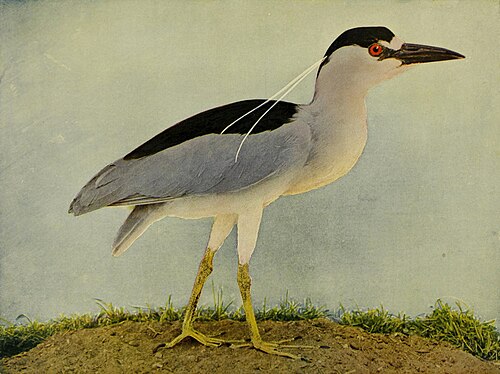 Black-crowned night heron