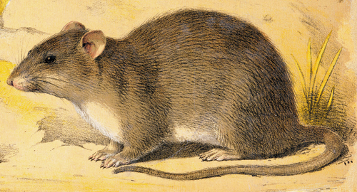 Brown rat