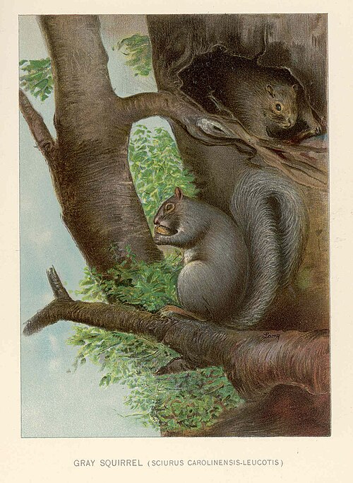 Eastern gray squirrel