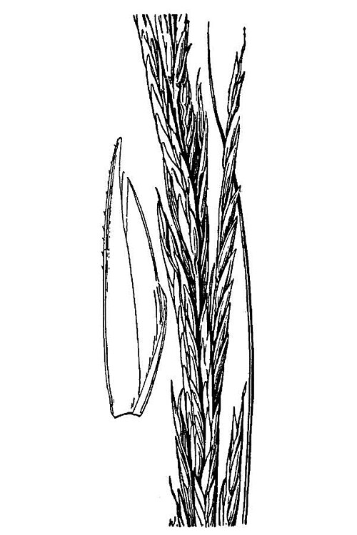 Smooth cordgrass